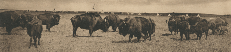 Old Monarchs of the Plains, 1907, by George Bancroft Cornish, DeGolyer Library